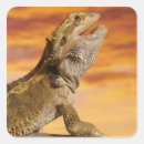 Buscar barbudo pegatinas Reptil