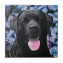 Buscar labrador azulejos Laboratorio negro