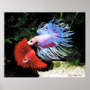 Buscar betta arte Splendens