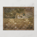Buscar ojos de serpiente postales Serpientes
