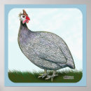 Buscar guinea arte Ave