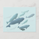 Buscar whale postales Animales