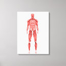Buscar médicas lienzos Anatomía humana