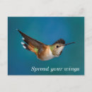 Buscar hummingbird postales Aves