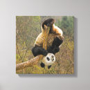 Buscar panda lienzos Comportamiento