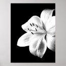 Buscar lirios posters Elegante