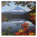Buscar bosque azulejos Campamento