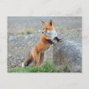 Buscar vulgares postales Zorro rojo