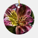 Buscar peruano fotografía Alstroemeria