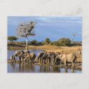 Buscar manada de elefantes postales Elefante africano