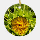 Buscar girasoles amarillos adornos Botánico
