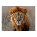 Buscar león africano posters Retrato de león