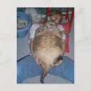 Buscar gato gordo postales Animales