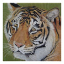 Buscar imágenes de gatos posters Animales salvajes