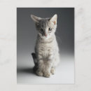 Buscar tabby azul postales Gatito