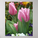 Buscar tulipán rosado posters Flores