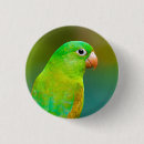 Buscar loro chapas Verde