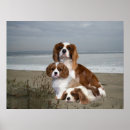 Buscar perro de aguas posters Caballeros