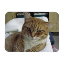 Buscar tabby anaranjado Lindo
