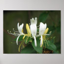 Buscar madreselva arte Flores