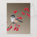 Buscar chickadee postales Aves