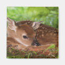 Buscar odocoileus imanes Animal