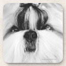 Buscar pelo animal posavasos Fotografía