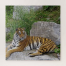 Buscar tigre siberiano puzzles Animal