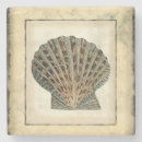 Buscar mar posavasos Concha de mar