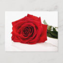 Buscar rosa roja postales Rosas