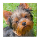 Buscar yorkshire azulejos Perro