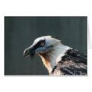 Buscar ave rapaz postales Naturaleza