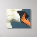 Buscar cisne mudo fotografía Aves acuáticas