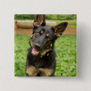 Buscar retrato chapas Cachorro