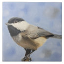Buscar chickadee Pájaro