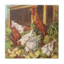 Buscar gallina azulejos Polluelos