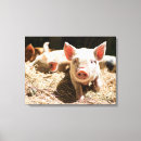 Buscar cerdos lienzos Granjas