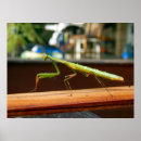 Buscar mantis religiosa posters Predicador
