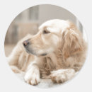 Buscar golden retriever pegatinas Retrato