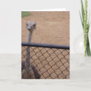 Buscar ostriches tarjetas Fotografía