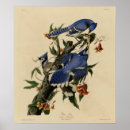 Buscar arrendajos azules posters Pájaros