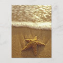 Buscar equinodermo postales Playa