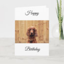 Buscar irlandés tarjetas de cumpleaños Perro