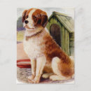 Buscar saint bernard postales Adorable