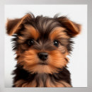Buscar yorkshire terrier dog posters Perro