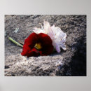 Buscar roca n posters Blanco