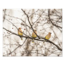 Buscar árbol de cedro posters Waxwing