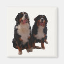 Buscar bernese imanes Perro de montaña bernese