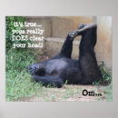 Buscar chimpancé posters Humor