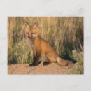Buscar zorro joven postales Vida silvestre